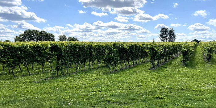 Weinfeld in Groß Thondorf Niedersachsen