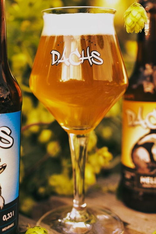 Ein handwerklich hergestelltes Bier der Brauerei Dachs in Klein Sommerbeck - wohl bekomms !